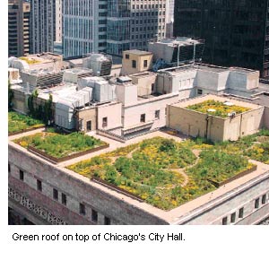 Photo of the green roof on top of Chicago's City Hall.