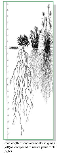 Illustration of grasses and the depth of there root systems.